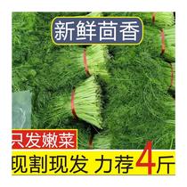 包邮小茴香菜新鲜现割4斤2斤山东蔬菜荤香茴香苗大茴香不带根
