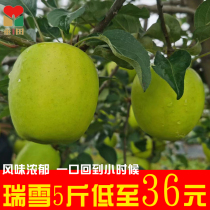 白水瑞雪苹果西农青黄甜苹果新品种非洛川红富士王林维纳斯黄元帅