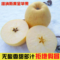 威海金黄金维纳斯苹果脆甜王林冬恋青森水果5斤