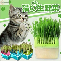 猫草宠物猫草零食猫食去毛球无土栽培水培套装带盒子DIY粉绿蓝色