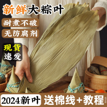 粽叶干大号粽子叶包粽子的叶子芦苇专用老式批发棕叶新鲜竹叶特