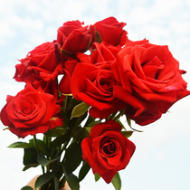 红玫瑰花苗卡罗拉月季四季浓香灌木大花阳台盆栽庭院地栽切花玫瑰