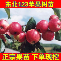 东北特产123果树苗沙果苗123小苹果树苗南方北方种植海棠水果树苗