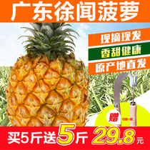 【送菠萝刀】广东徐闻菠萝10斤香水菠萝新鲜水果非凤梨泰国小菠萝