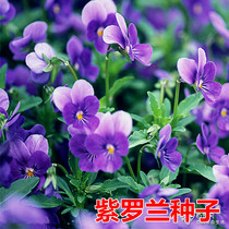 紫罗兰种子混色 阳台庭院盆栽园艺 耐寒花籽 草桂花
