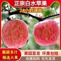 白水红富士苹果5斤陕西新鲜水果脆甜无渣冰糖心丑平果整箱10斤装