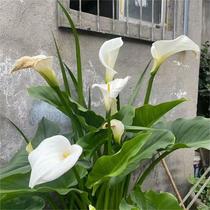 马蹄莲白色盆栽花苗带花苞室内室外阳台观赏花卉很好养多年生绿植