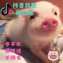 泰国小香猪宠物猪荷兰猪活体迷你宠物活物猪家养小型萌宠幼崽粉猪
