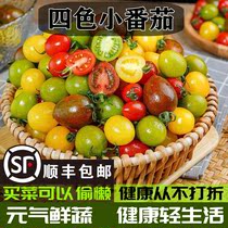 【顺丰包邮】四色混装小番茄青口蜜夏日阳光迷彩鲜贝圣女果小柿子