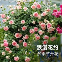海蒂的花园月季花苗玫瑰花卉盆栽爬藤月季蓝色阴雨粉色龙沙宝石