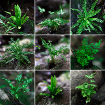 蕨类微景观水陆雨林缸假山造景绿植生态瓶DIY材料耐阴湿观叶植物
