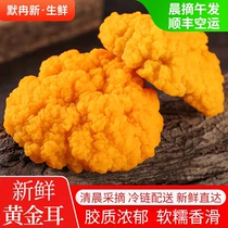【现货】鲜金耳菌500g 云南特产植物燕窝黄金菇新鲜木耳银耳蘑菇