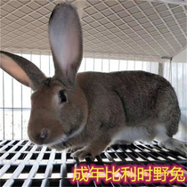 三斤以上种兔可食用肉兔大兔子活体可繁殖成年家养比利时新西兰兔