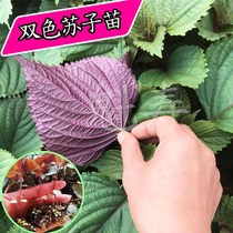 可食双色紫苏苗种子绿苏子白苏春秋苏麻赤苏种籽四季盆栽秧苗