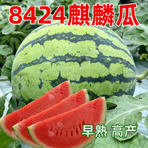 新疆早佳8424西瓜种子冰糖麒麟甜王西瓜籽懒汉无籽巨型西瓜四季孑