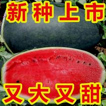 【特甜】大黑美人西瓜籽早熟抗病超大果籽少西瓜种子大田水果种子