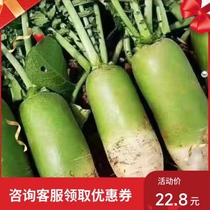 【新鲜萝卜】信阳新县农家特产现挖本地青头萝卜农家自种小萝卜