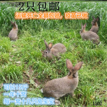 小活兔子一公一母比利时肉兔苗活物巨型活体公母食用一对成年种兔