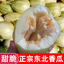 东北香瓜京密新鲜现摘脆甜瓜当季应季水果孕妇特产瓜时令水果包邮