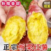 陕西临潼板栗红薯蜜薯现挖新鲜地瓜番薯农家自种小香薯非桥头地瓜