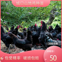 20枚包邮城口山地鸡种蛋可孵化乌骨鸡受精蛋柴鸡黑羽乌鸡粉壳蛋鸡