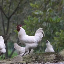 珍禽正宗白羽乌骨鸡可孵化乌鸡蛋受精蛋竹丝腾冲雪鸡种蛋肉鸡纯种