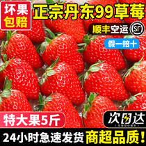 丹东99草莓新鲜水果九九红颜奶油大礼盒孕妇牛奶辽宁东港久久顺丰