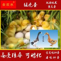 金定鸭麻鸭受精蛋可孵化高产绿壳水鸭土鸭种蛋10枚包邮一件代发