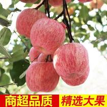 陕西礼泉红富士苹果水果10斤红苹果当季现摘脆甜苹果整箱包邮
