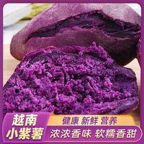 沙地农家越南紫薯香甜软糯低脂特级紫心粉糯无丝番薯新鲜现挖整箱