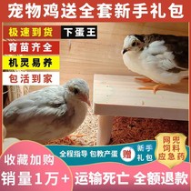 网红芦丁鸡活物宠物鸡活体全色系家养宠物40-60天青年鸡包邮