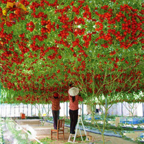 番茄树种子苗 西红柿种籽 庭院阳台盆栽农家蔬菜苗树番茄瓜果种子