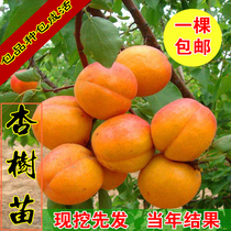 杏树嫁接苗特大果树苗新品种盆栽地栽当年结果甜杏子南方北方种植