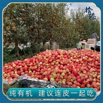 精选正宗陕西白水有机苹果新鲜当季水果不打蜡红富士苹果