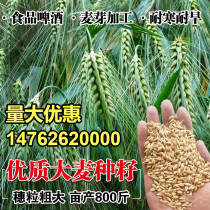 大麦种子芽苗菜种子大麦若叶青汁榨汁大麦苗优质大麦草四季播猫草