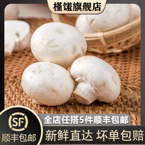 槿馐 口蘑250g 新鲜白蘑菇口菇双孢菇煲汤蔬菜食用菌菇5件包邮