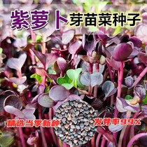 紫萝卜苗种子紫色红萝卜白萝卜水培芽苗菜种子 无土栽培纸上种菜