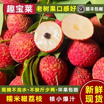 广东茂名糯米糍荔枝新鲜当季孕妇水果送礼10斤15斤装现摘现发包邮