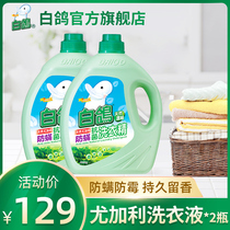 白鸽洗衣液防螨抗菌天然尤加利14斤装浓缩台湾进口洗衣精持久留香