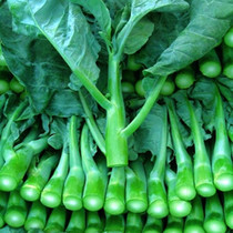 秋播蔬菜芥蓝 蔬菜种子甜脆芥兰 阳台种菜 家庭盆栽种植 有机蔬菜