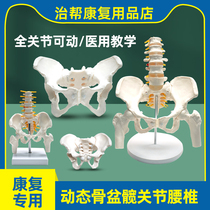 产后康复可活动骨盆模型骶骨髋骨女性可弯曲人体骨骼解剖盆底肌