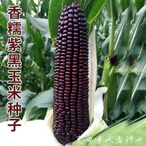 国审紫黑糯玉米种子珍珠糯8号非转基因香甜粘苞谷种籽农家田园孑