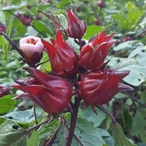 洛神花种子红桃K玫瑰茄种籽食用花茶花种孑阳台盆栽易种四季开花