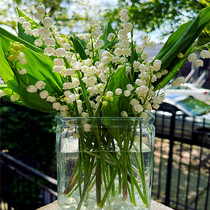 带芽铃兰花球根耐寒盆栽四季阳台室内客厅庭院绿植易成活浓香花卉