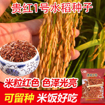 贵州香红米水稻种子胭脂米种特色红米种子长粒 红籼稻红色种子