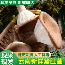 猪肚菌新鲜菌菇500g云南产地直供土特产食用菌煲汤食材官方旗舰店