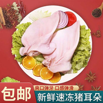 【顺丰包邮】新鲜冷冻猪耳朵土猪猪耳朵 无毛生猪耳卤菜