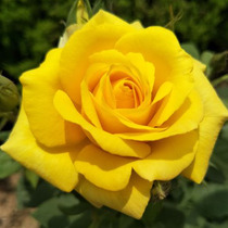黄和平月季花大苗特大花浓香玫瑰苗阳台庭院盆栽四季观花绿植花卉