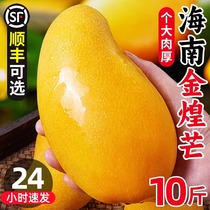 海南金煌芒芒果新鲜10斤一级大果当季现摘热带孕妇水果甜心青整箱