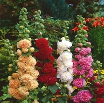 蜀葵单瓣混色一丈红重瓣蜀葵种子室外庭院多年生四季易活花卉籽子